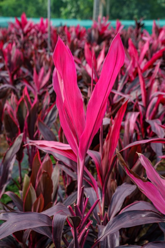 Mahatma foliage variety